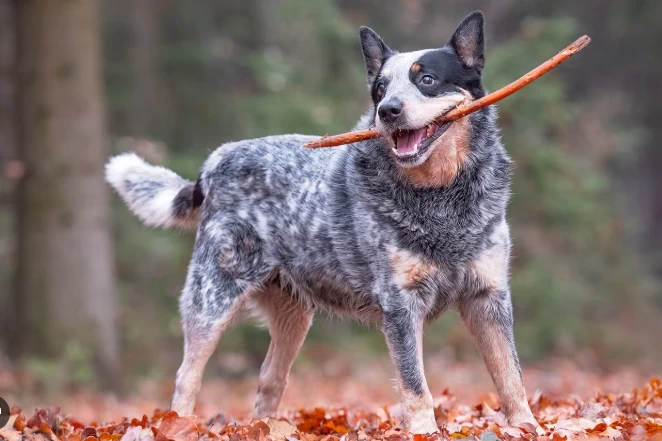 Australian Cattle Dog é inteligente?