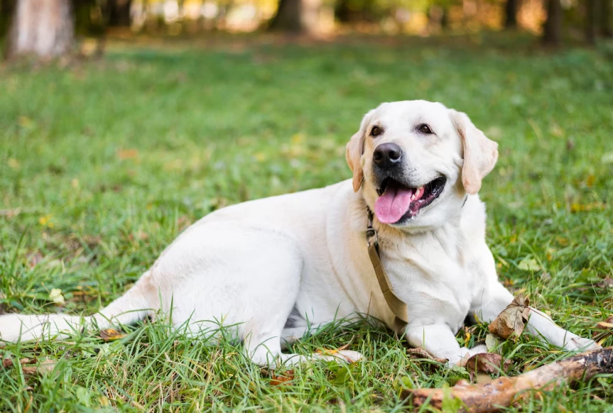 Labrador é inteligente?