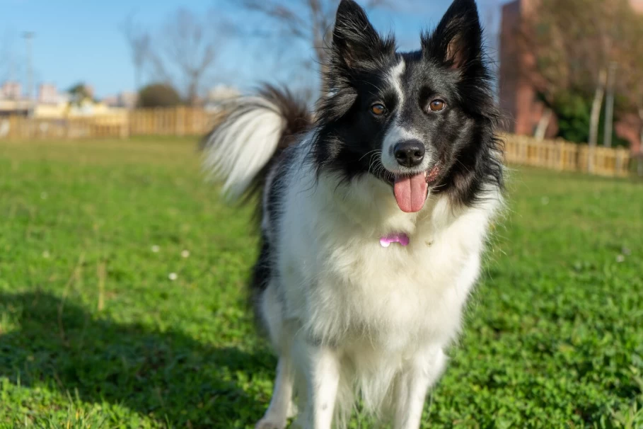 Border Collie é inteligente?