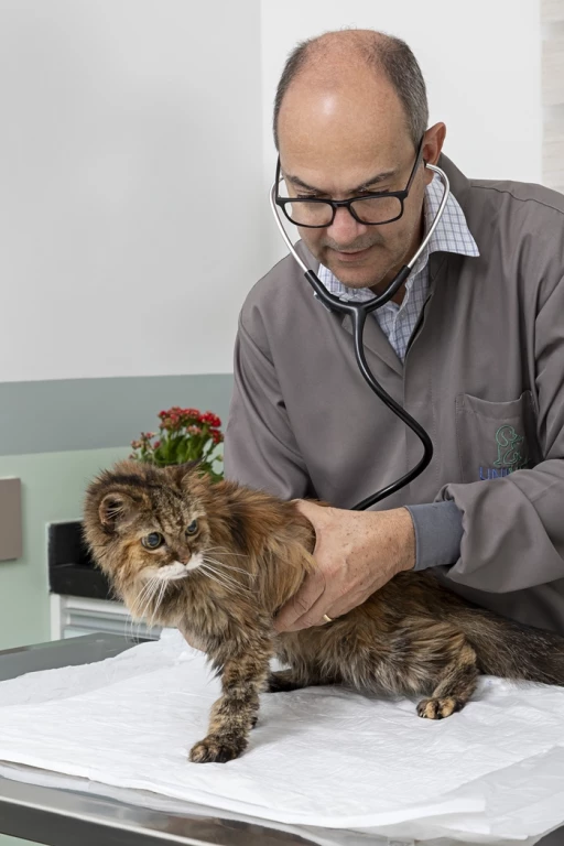 Clínica veterinária 24h