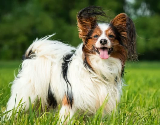 Papillon é inteligente?