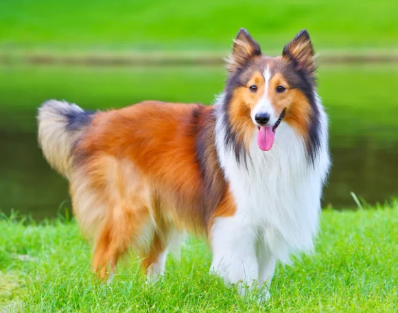 Shetland Sheepdog é inteligente?