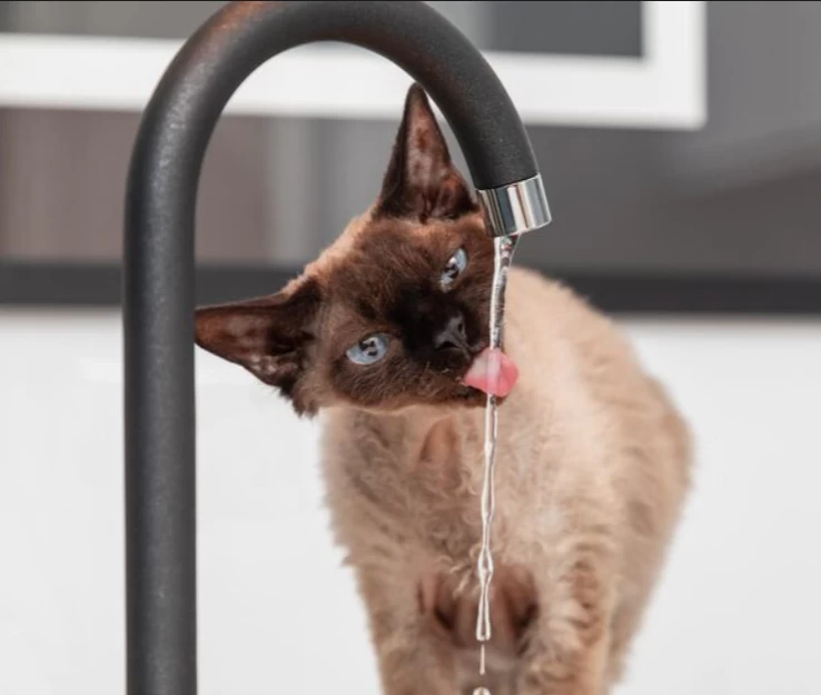 Por que gato gosta de água corrente?