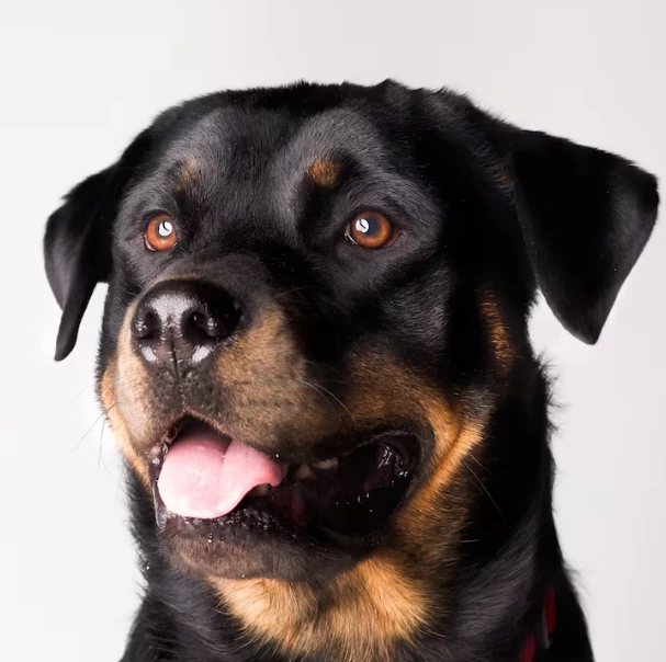 Rottweiler é inteligente?