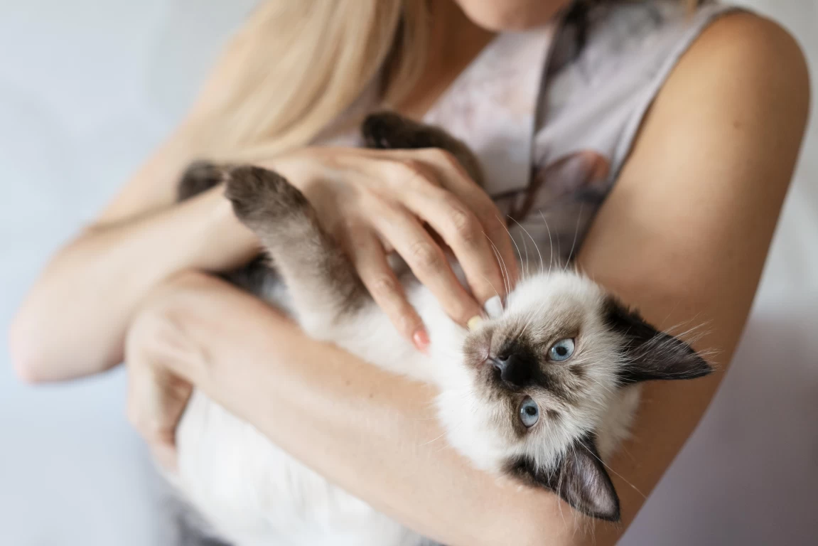 Onde fazer carinho no gato?