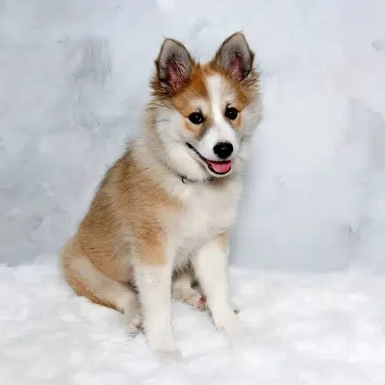 Lundehund Norueguês