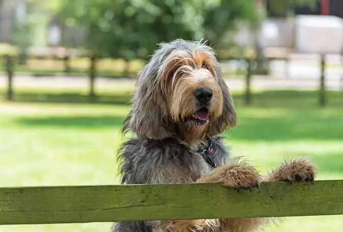 Otterhound
