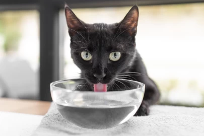 Por que gato não gosta de água?