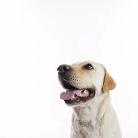 Como saber se sua cachorra está no cio?
