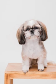 Cachorro Shih Tzu: tudo o que você precisa saber Imagem não definida