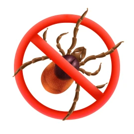 Imagem não definida