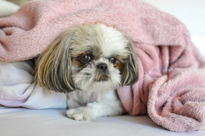 Cachorro Shih Tzu: características, cuidados e principais problemas de saúde Imagem não definida