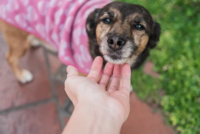 Como adaptar um pet adotado: o guia do primeiro mês