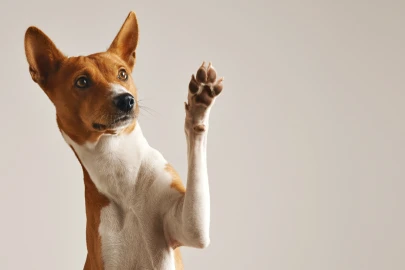O que é o RG Animal e para que serve?