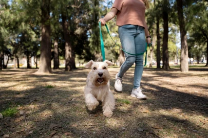 Devo limpar meu cachorro depois do passeio?