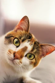 Raças de gatos de famosos: conheça os felinos que vivem no luxo