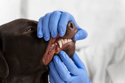Tártaro em cães: como a limpeza de dentes previne doenças cardíacas