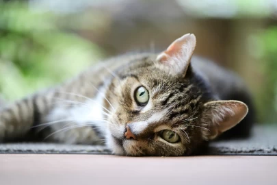 O que gato gosta de comer?