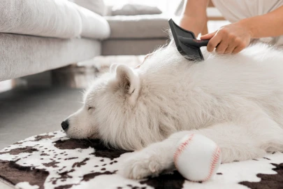 Por que cachorro solta pelo? Entenda as causas e como controlar