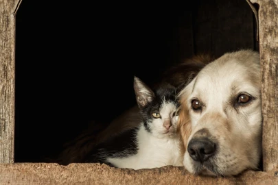 Como cuidar de um pet idoso: dicas para garantir conforto e saúde