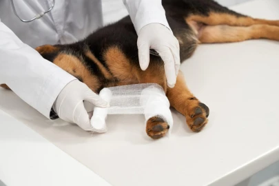 Emergências veterinárias: 7 sinais de que você deve correr com seu pet