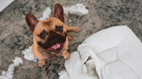 Por que meu cachorro me segue em todos os lugares, até no banheiro?