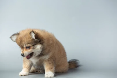 Cachorro tossindo como se estivesse engasgado? Descubra o que pode ser