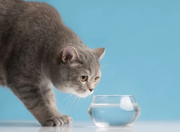 Gato que não bebe água: dicas práticas para evitar a desidratação