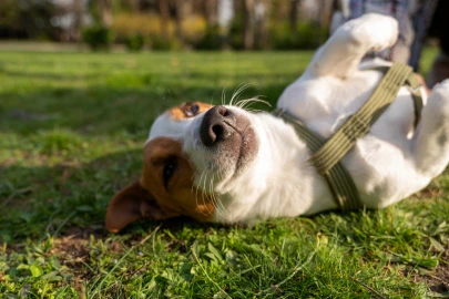 Como saber se meu pet é feliz? Sinais de felicidade em cães e gatos