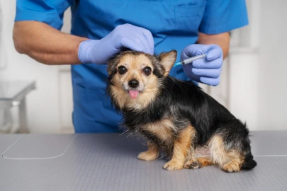 Vacina V10 Nacional ou Importada: Qual a melhor para o seu cão em 2026?