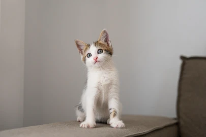 Dicas para adaptar um gato novo com um cachorro idoso