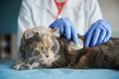 Veterinário nefrologista para gatos: o especialista em doença renal felina