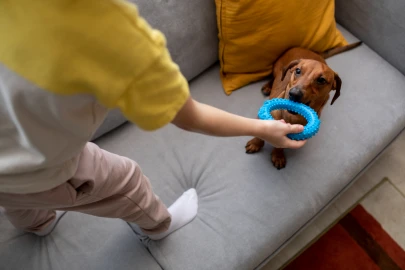 Enriquecimento ambiental para cães: transforme a rotina do seu pet no apartamento