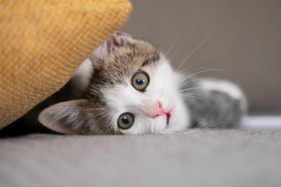 Por que meu gato 