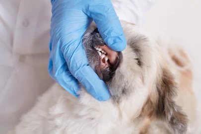 Importância da remoção de tártaro: como proteger o coração do seu cão