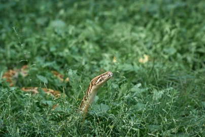 Picada de escorpião ou cobra em pets: como agir imediatamente