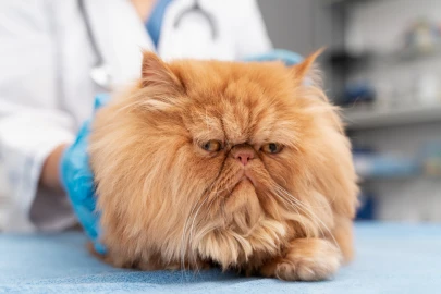 Sinais sutis de dor em gatos que os responsáveis costumam ignorar