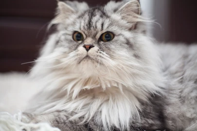 Gato Persa: tudo o que você precisa saber!