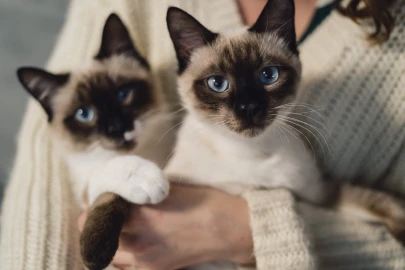 Gato Siamês: tudo o que você precisa saber!