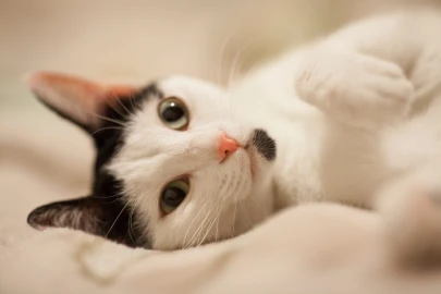 Como saber se o gato é macho ou fêmea
