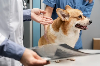 Ultrassom para cachorro