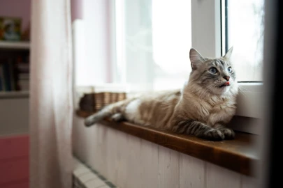 Enriquecimento ambiental para gatos Enriquecimento ambiental para gatos