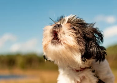 Por que os cachorros uivam?
