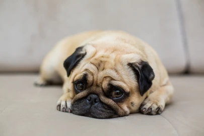 Cachorro vomitando amarelo: o que significa e quando se preocupar?