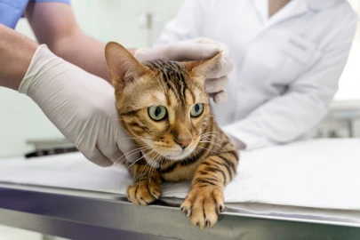 Castração em gatos: tudo o que você precisa saber
