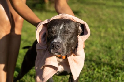 Cachorro ofegante no calor: quando é cansaço e quando é hipertermia?