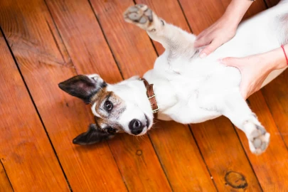 Cachorro com coceira: é alergia, pulga ou sarna? Cachorro com coceira: é alergia, pulga ou sarna?