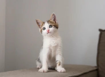 Por que os gatos ronronam?
